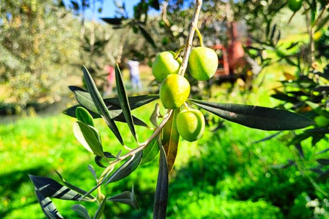 olive
