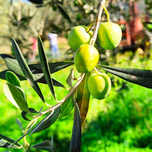 Olio extravergine di oliva – 750 ml