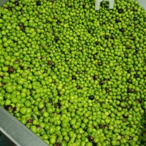 Olio evo Nocellara 2025/26